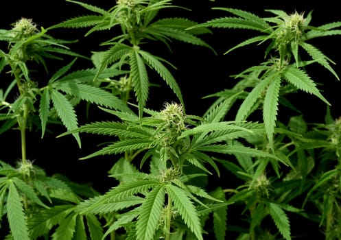 Hemp,cannabis indica is a useful and narcotic plant that is also used in medicine. Hemp,cannabis indica is a useful and narcotic plant that is also used in medicine.