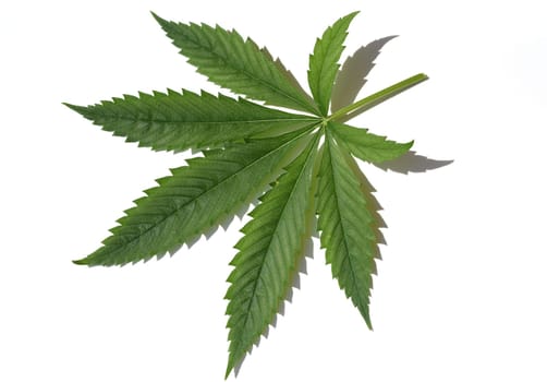Hemp,cannabis indica is a useful and narcotic plant that is also used in medicine. Hemp,cannabis indica is a useful and narcotic plant that is also used in medicine.