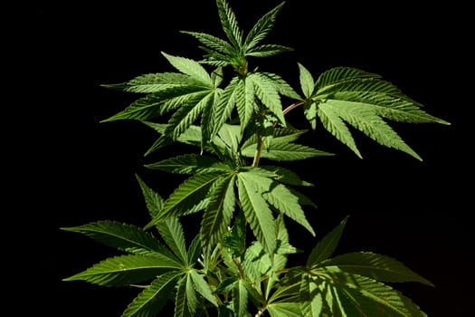 Hemp,cannabis indica is a useful and narcotic plant that is also used in medicine. Hemp,cannabis indica is a useful and narcotic plant that is also used in medicine.