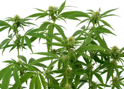 Hemp,cannabis indica is a useful and narcotic plant that is also used in medicine. Hemp,cannabis indica is a useful and narcotic plant that is also used in medicine.