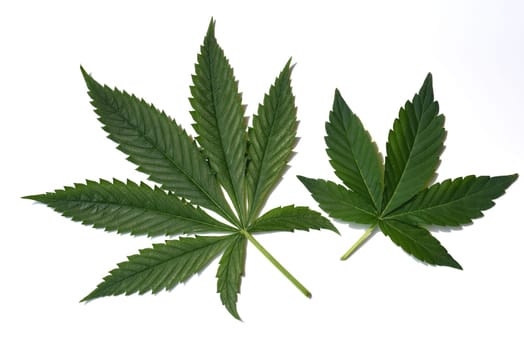 Hemp,cannabis indica is a useful and narcotic plant that is also used in medicine. Hemp,cannabis indica is a useful and narcotic plant that is also used in medicine.