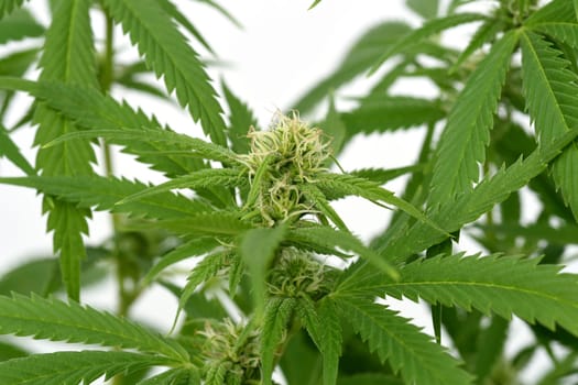 Hemp,cannabis indica is a useful and narcotic plant that is also used in medicine. Hemp,cannabis indica is a useful and narcotic plant that is also used in medicine.