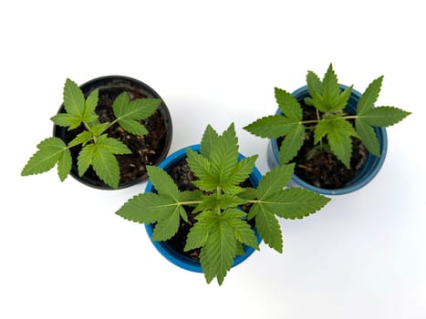 Hemp,cannabis indica is a useful and narcotic plant that is also used in medicine. Hemp,cannabis indica is a useful and narcotic plant that is also used in medicine.