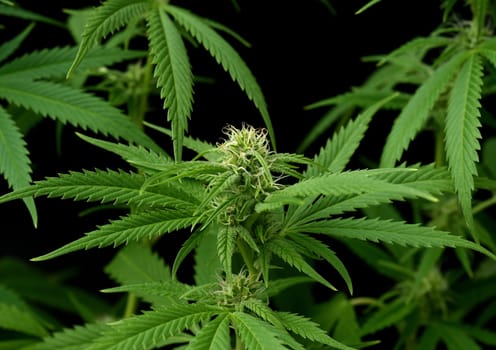 Hemp,cannabis indica is a useful and narcotic plant that is also used in medicine. Hemp,cannabis indica is a useful and narcotic plant that is also used in medicine.