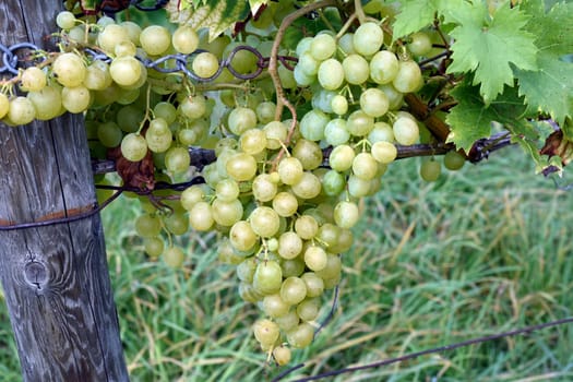 Gloria Hungaria,is a white wine that is mainly grown in Hungary,Balkans. Gloria Hungaria,White wine,Vitis vinifera,is a wine that is mainly grown in Hungary,Balkans