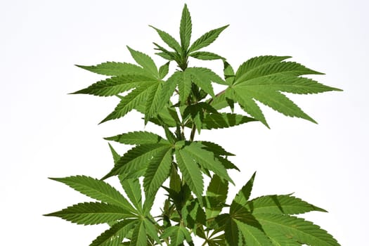 Hemp,cannabis indica is a useful and narcotic plant that is also used in medicine. Hemp,cannabis indica is a useful and narcotic plant that is also used in medicine.