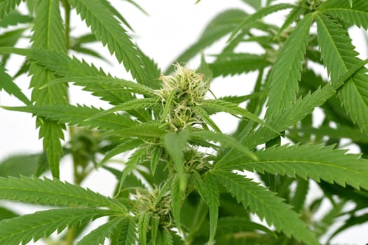Hemp,cannabis indica is a useful and narcotic plant that is also used in medicine. Hemp,cannabis indica is a useful and narcotic plant that is also used in medicine.