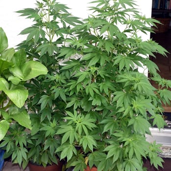Hemp,cannabis indica is a useful and narcotic plant that is also used in medicine. Hemp,cannabis indica is a useful and narcotic plant that is also used in medicine.