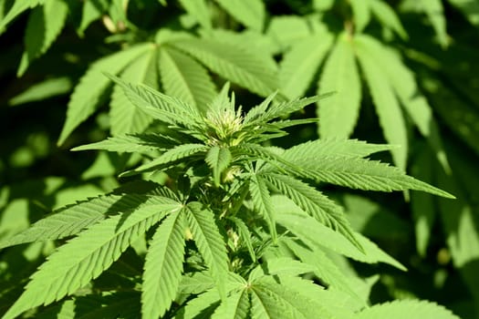 Hemp,cannabis indica is a useful and narcotic plant that is also used in medicine. Hemp,cannabis indica is a useful and narcotic plant that is also used in medicine.