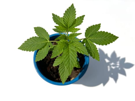 Hemp,cannabis indica is a useful and narcotic plant that is also used in medicine. Hemp,cannabis indica is a useful and narcotic plant that is also used in medicine.