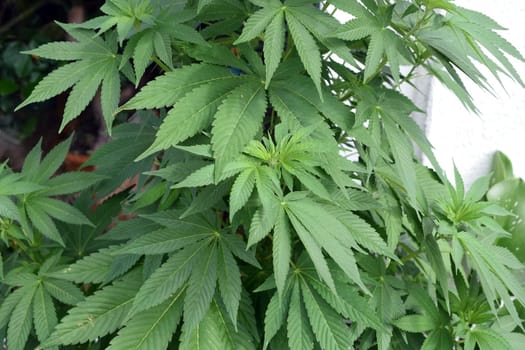 Hemp,cannabis indica is a useful and narcotic plant that is also used in medicine. Hemp,cannabis indica is a useful and narcotic plant that is also used in medicine.