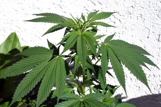 Hemp,cannabis indica is a useful and narcotic plant that is also used in medicine. Hemp,cannabis indica is a useful and narcotic plant that is also used in medicine.