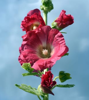 Hollyhock,Alcea rosea,also known as hollyhock or farmer's rose,is a beautiful garden flower and a medicinal plant. Hollyhock,Alcea rosea,also known as hollyhock or hollyhock is a beautiful garden flower and medicinal plant.