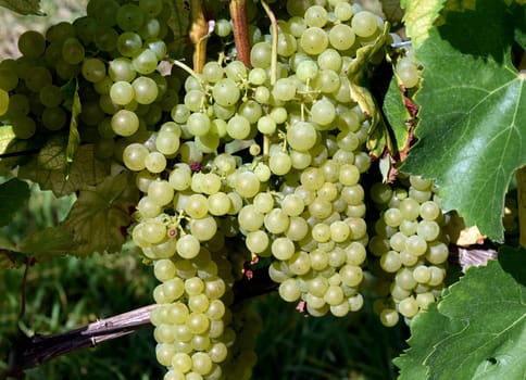 Harselvelue,Vitis vinifera,is a wine that is mainly grown in Switzerland. Harselvelue,white wine,Vitis,vinifera,is a wine that is mainly grown in Hungary,Balkans