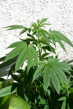 Hemp,cannabis indica is a useful and narcotic plant that is also used in medicine. Hemp,cannabis indica is a useful and narcotic plant that is also used in medicine.
