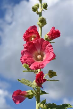 Hollyhock,Alcea rosea,also known as hollyhock or farmer's rose,is a beautiful garden flower and a medicinal plant. Hollyhock,Alcea rosea,also known as hollyhock or hollyhock is a beautiful garden flower and medicinal plant.