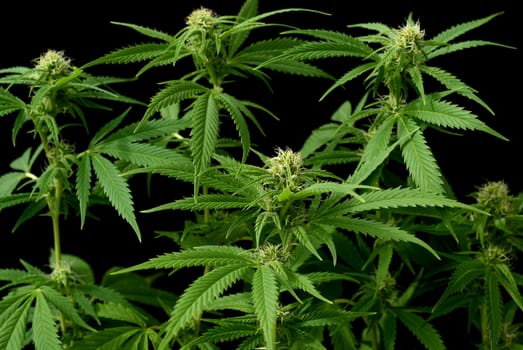 Hemp,cannabis indica is a useful and narcotic plant that is also used in medicine. Hemp,cannabis indica is a useful and narcotic plant that is also used in medicine.