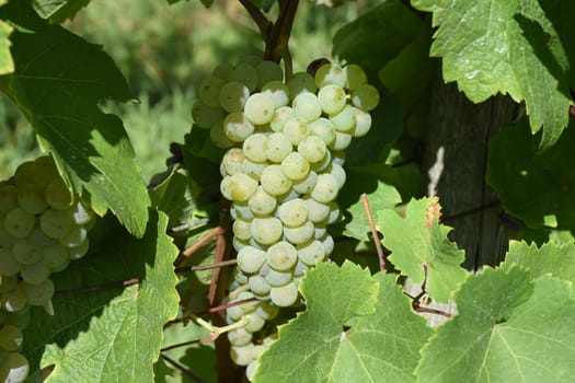 White wine,Riesling Vitis vinifera,is a wine that is mainly grown in the Rheingau Hesse. White wine,Riesling Vitis vinifera,is a wine that is mainly grown in the Rheingau region of Hesse