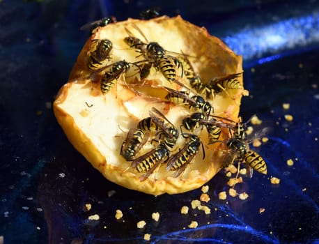 Wasp,Vespula germanica,is a useful and protected insect. Wasp,Vespula germanica,is a useful and protected insect.