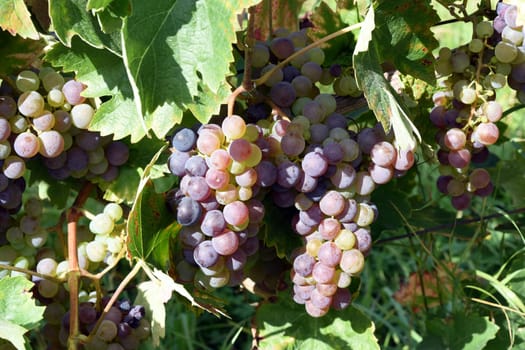 Kadarka red wine,Vitis vinifera,is a wine that is mainly grown in Hungary. Kadarka,Red wine,Vitis vinifera,is a wine that is mainly grown in Hungary.