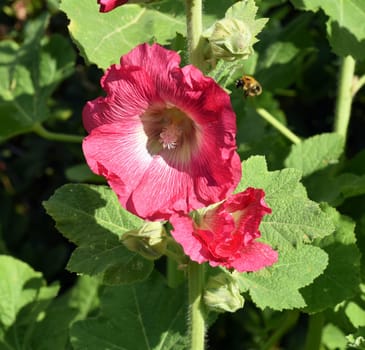 Hollyhock,Alcea rosea,also known as hollyhock or farmer's rose,is a beautiful garden flower and a medicinal plant. Hollyhock,Alcea rosea,also known as hollyhock or hollyhock is a beautiful garden flower and medicinal plant.