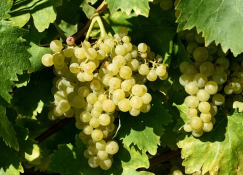 Trebbiani,Toscano,white wine,Italy,is a wine that is mainly grown in Italy. Trebbiani,Toscano,white wine,Italy,is a wine that is mainly grown in Italy.