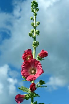 Hollyhock,Alcea rosea,also known as hollyhock or farmer's rose,is a beautiful garden flower and a medicinal plant. Hollyhock,Alcea rosea,also known as hollyhock or hollyhock is a beautiful garden flower and medicinal plant.