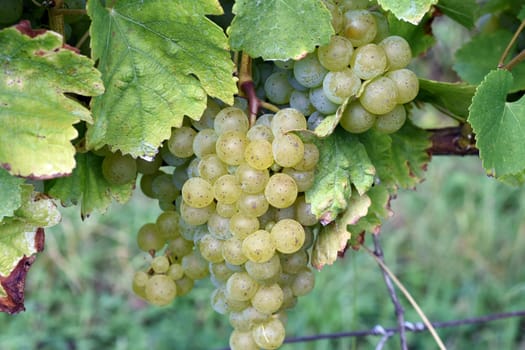 Mueller-Thurgau,Vitis vinifera,is a wine that is mainly grown in Germany. Mueller-Thurgau,white wine,Vitis,vinifera,is a wine that is mainly grown in Germany