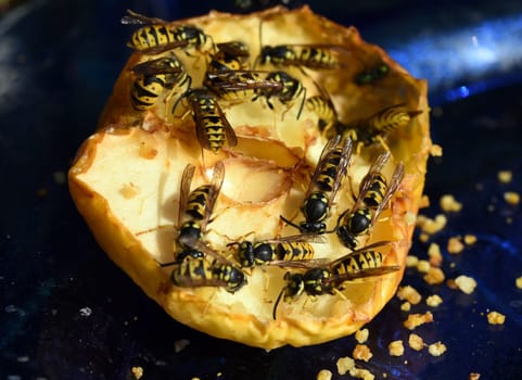 Wasp,Vespula germanica,is a useful and protected insect. Wasp,Vespula germanica,is a useful and protected insect.