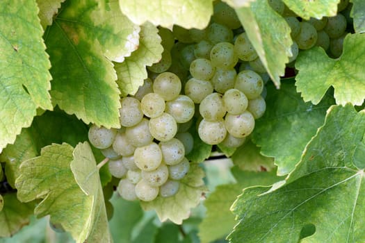 Mueller-Thurgau,Vitis vinifera,is a wine that is mainly grown in Germany. Mueller-Thurgau,white wine,Vitis,vinifera,is a wine that is mainly grown in Germany