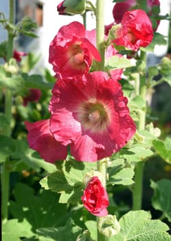 Hollyhock,Alcea rosea,also known as hollyhock or farmer's rose,is a beautiful garden flower and a medicinal plant. Hollyhock,Alcea rosea,also known as hollyhock or hollyhock is a beautiful garden flower and medicinal plant.
