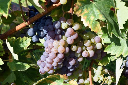 Kadarka red wine,Vitis vinifera,is a wine that is mainly grown in Hungary. Kadarka,Red wine,Vitis vinifera,is a wine that is mainly grown in Hungary.