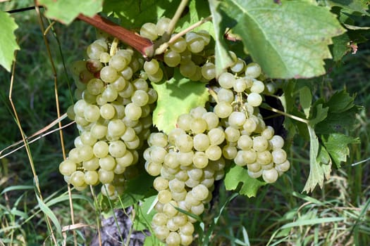 Mueller-Thurgau,Vitis vinifera,is a wine that is mainly grown in Germany. Mueller-Thurgau,white wine,Vitis,vinifera,is a wine that is mainly grown in Germany