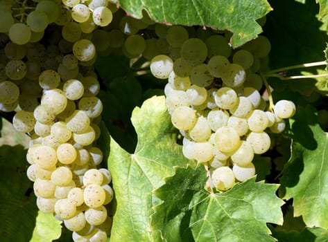 Trebbiani,Toscano,white wine,Italy,is a wine that is mainly grown in Italy. Trebbiani,Toscano,white wine,Italy,is a wine that is mainly grown in Italy.