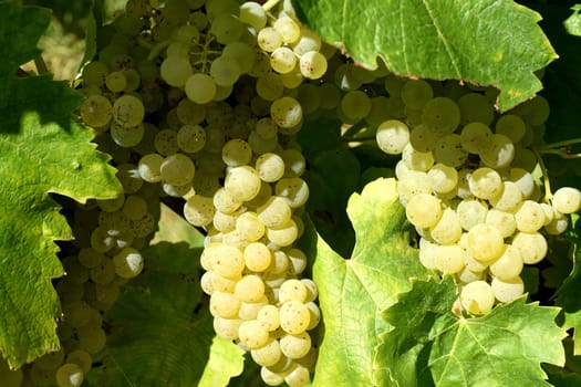Trebbiani,Toscano,white wine,Italy,is a wine that is mainly grown in Italy. Trebbiani,Toscano,white wine,Italy,is a wine that is mainly grown in Italy.