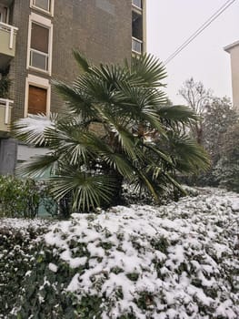 Palm tree growing in a snowy environment, amidst other vegetation also covered in snow. Abnormal weather.