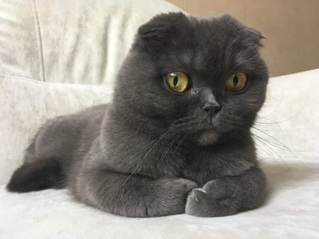 A Scottish Fold cat with distinctive folded ears and striking amber eyes sits attentively indoors. Purebred pet.