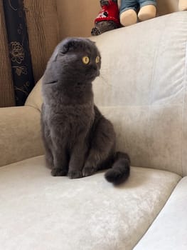 Surprised Scottish Fold cat with yellow eyes, sits curiously indoors, captivated by its surroundings with an innocent and inquisitive gaze.