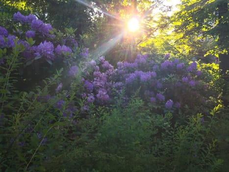 beautiful violet lilac flower bush blooming in the park in spring background.