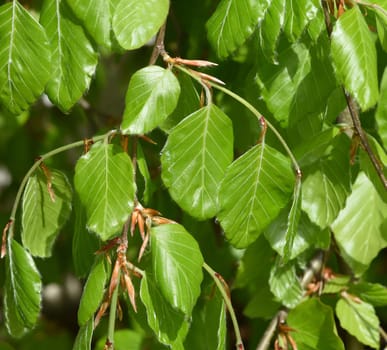 Beech,Fagus sylvatica,is a deciduous tree that is often found in our forests.  It is a powerful tree and its wood is an important supplier of timber. Beech,Fagus,sylvatica,is a deciduous tree,which is often found in our forests. It is a powerful tree and its wood is an important timber supplier.