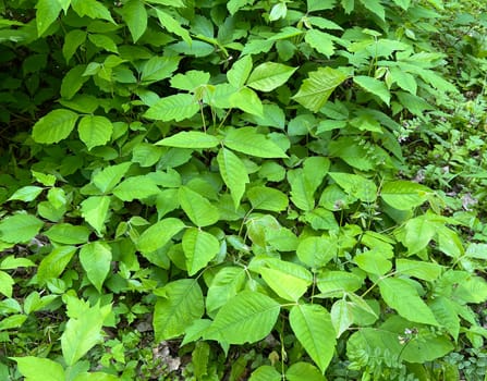 Poison sumac,Rhus radicans,grows as a shrub,but is also able to climb with its adhesive roots. Poison sumac,Rhus radicans grows as a shrub,but is also able to climb with its roots