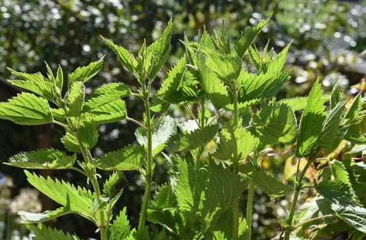 Stinging nettle the large,Urtica Dioica,belongs to the wild herbs and wild vegetables. It is a wild plant with green flowers. It is an important medicinal plant and is also used in medicine. The big nettle,Urtica dioica,belongs to the wild herbs and wild vegetables. It is a wild plant with green flowers. It is an important medicinal plant and is also used in medicine.