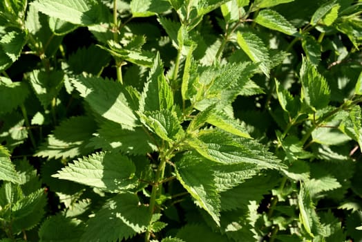 Stinging nettle the large,Urtica Dioica,belongs to the wild herbs and wild vegetables. It is a wild plant with green flowers. It is an important medicinal plant and is also used in medicine. The big nettle,Urtica dioica,belongs to the wild herbs and wild vegetables. It is a wild plant with green flowers. It is an important medicinal plant and is also used in medicine.