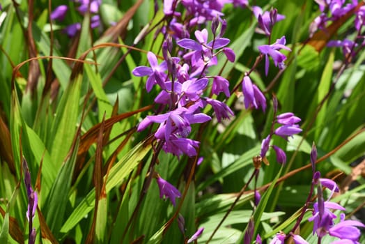 Chinese outdoor orchid,Bletilla striata has enchanting flowers and rich foliage. It blooms from May to the end of June. China outdoor orchid,Bletilla striata,has enchanting flowers and rich foliage. It blooms from May to the end of June