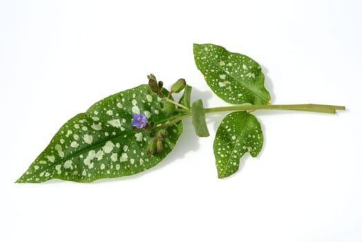 Lungwort,Pulmonaria,officinalis is an important medicinal and medicinal plant with blue flowers. Lung herb Pulmonaria,officinalis is an important medicinal and medicinal plant with blue flowers.
