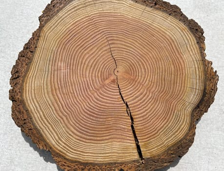 Annual rings are the growth rings of a tree in cross-section. Annual rings are the growth rings of a tree in cross section.