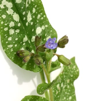 Lungwort,Pulmonaria,officinalis is an important medicinal and medicinal plant with blue flowers. Lung herb Pulmonaria,officinalis is an important medicinal and medicinal plant with blue flowers.