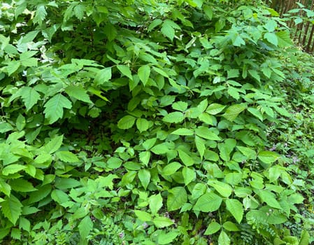 Poison sumac,Rhus radicans,grows as a shrub,but is also able to climb with its adhesive roots. Poison sumac,Rhus radicans grows as a shrub,but is also able to climb with its roots