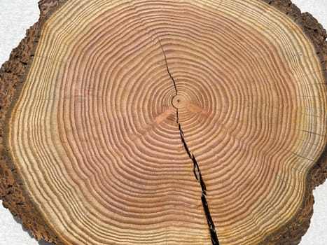 Annual rings are the growth rings of a tree in cross-section. Annual rings are the growth rings of a tree in cross section.
