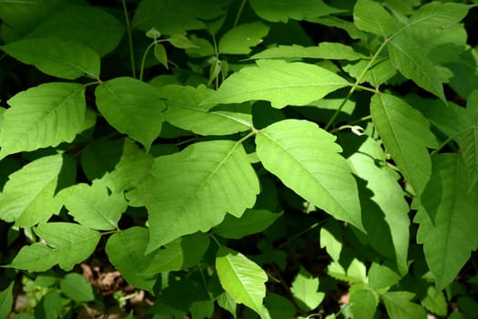 Poison sumac,Rhus radicans,grows as a shrub,but is also able to climb with its adhesive roots. Poison sumac,Rhus radicans grows as a shrub,but is also able to climb with its roots